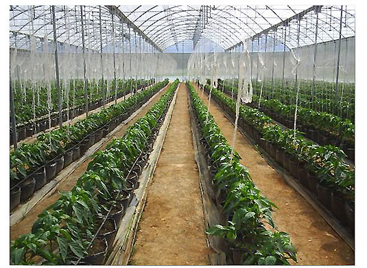 Peliculas para invernaderos